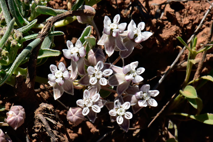 Dwarf Milkweed has white or greenish to purplish and very similar to most other Milkweed flowers. Asclepias involucrata